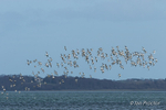 Knots in flight over Strangford Lough