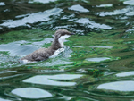 Guillemot chick swimming, Farne Islands