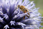 Insect_ 036