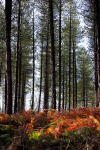 Pine Forest _S121