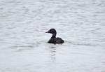 Common Scoter