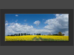 Yellow Vista