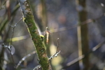 Catkin