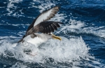 White-capped albatross approach