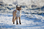 Red Fox (Vulpes vulpes)
