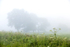 Misty Morning Grass