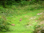Leith Hill - 09