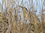 Bittern lurking in the reeds at Hatch Pond, Poole
