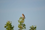 Corn Bunting