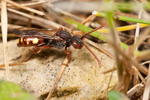 Nomada hirtipes (f)