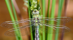 Teneral Female Emperor