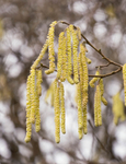 11th February Hazel Catkins