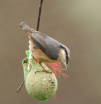 Nuthatch