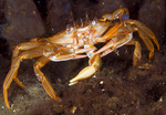 Liocarcinus depurator (eating hermit crab claw)