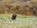 Northern Wheatear
