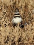 Killdeer front view, Bosque del Apache, New Mexico