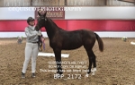 BPP_2172
