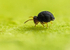 Sminthurinus igniceps