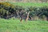 Roe Deer