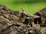 Spotted Sandpiper perched on rock, Casa Corcovado, Costa Rica