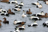 SBD004: Eider Ducks