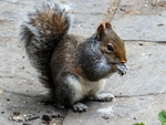 Grey Squirrel