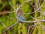 Silver-studded Blue