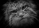 129 pallus cat