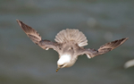 Fulmar