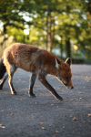Urban Fox, Bristol _ UR084