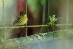 Yellowish Flycatcher perched on trellis, Costa Rica