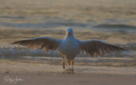 Gull Sunrise Dance 3