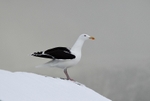 Great Black-backed Gull
