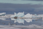 Bearded seal in environment