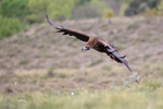 Black (Cinereous) Vulture portfolio