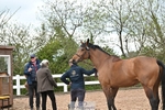 Wednesday Trot Up portfolio