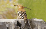 Hoopoe.