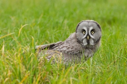 Great Grey Owl