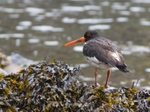 Oystercatcher