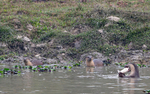 Otters family with a fish