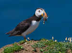 Puffin with nest material
