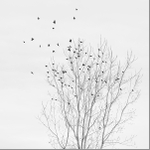 NOVEMBER - NORFOLK COUNTY