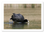 Coot