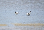Avocets