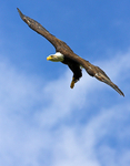 American Bald Eagle