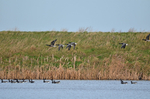 Dark-bellied Brent Geese