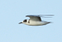 Black Tern in flight over Farmoor Reservoir