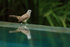 Yellow-vented Bulbul, Phnom Penh, Cambodia