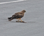 Pallid Harrier