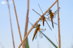 Four Spotted Chasers